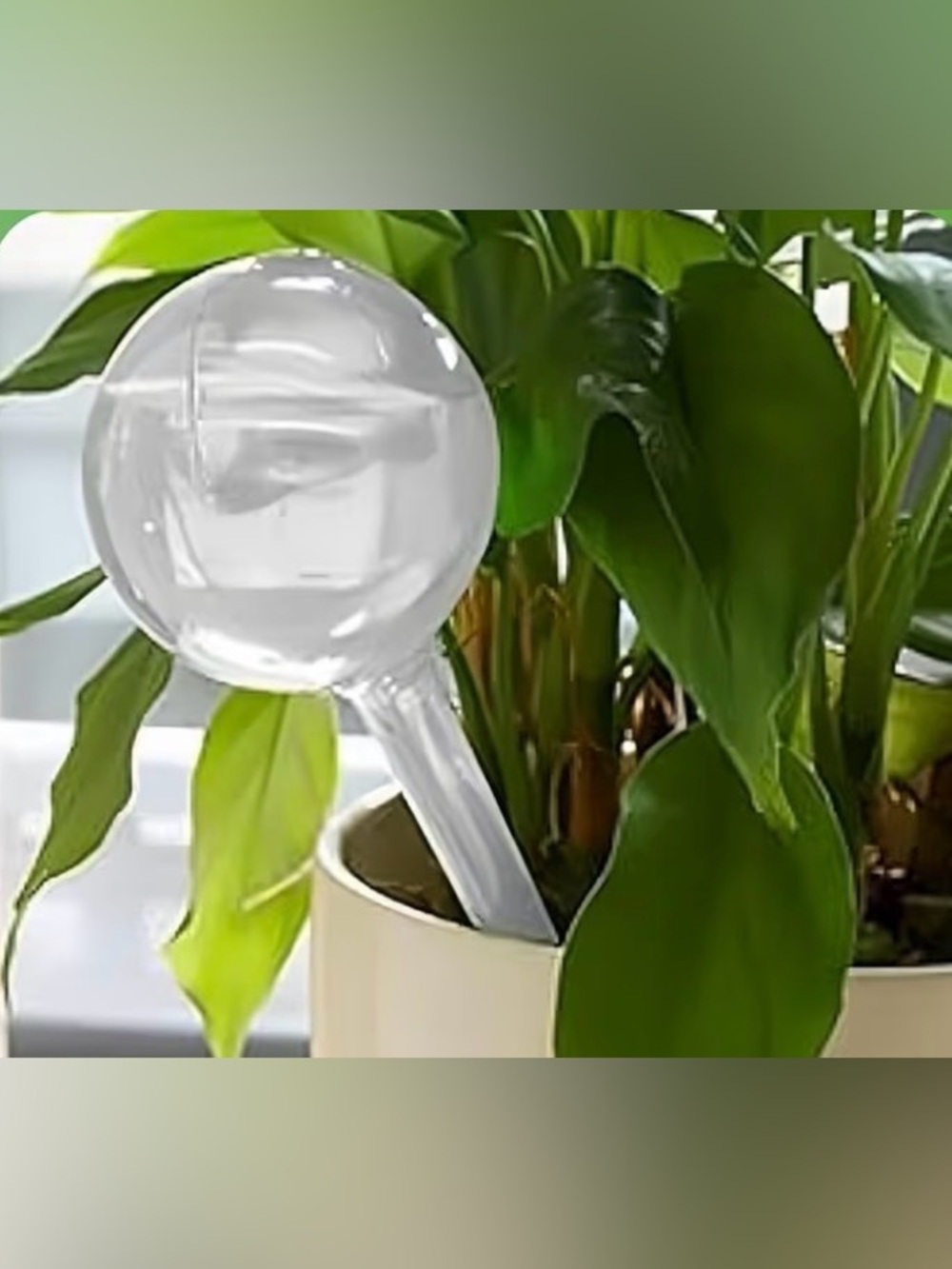 Set of 12 transparent watering bulbs, large